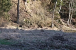 Divočáci