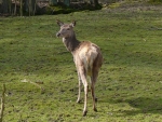Laň jelena Sika